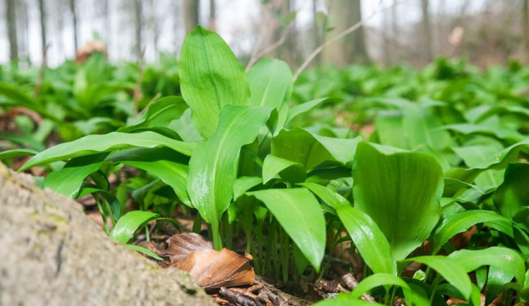 Medvědí česnek si nasbírají i Pražané, vyhnout se ale musí přírodním rezervacím