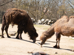 Do Liberce dorazil velbloudí samec. Zahrada by se po letech mohla dočkat mláďat