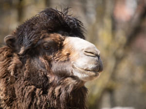 Do Liberce dorazil velbloudí samec. Zahrada by se po letech mohla dočkat mláďat