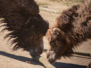 Do Liberce dorazil velbloudí samec. Zahrada by se po letech mohla dočkat mláďat