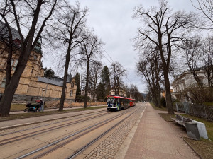 Tahovou zkouškou projde 78 stromů lipového stromořadí v Masarykově ulici