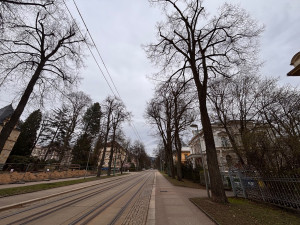Tahovou zkouškou projde 78 stromů lipového stromořadí v Masarykově ulici
