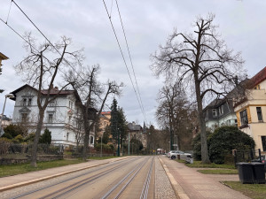 Tahovou zkouškou projde 78 stromů lipového stromořadí v Masarykově ulici