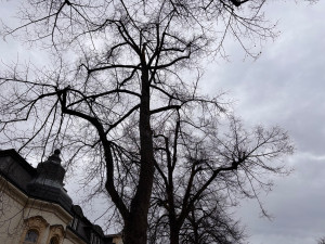 Tahovou zkouškou projde 78 stromů lipového stromořadí v Masarykově ulici