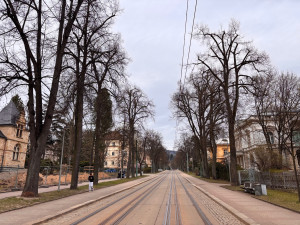 Tahovou zkouškou projde 78 stromů lipového stromořadí v Masarykově ulici