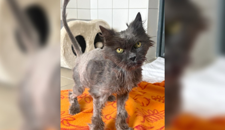 Jako z hororu. Útulek hledá domov pro strašidelnou kočku