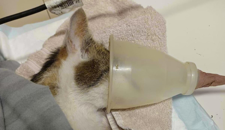 Řádí v Bulovce travič koček? Odpověď přinese pitva uhynulého kocoura