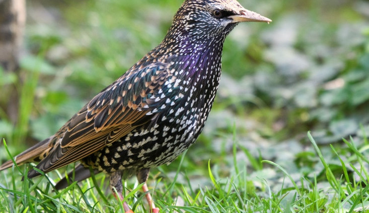 KVÍZ: Jak dobře znáte ptáky české přírody? Otestujte se