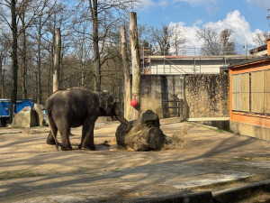 Slonice Bala odjede z liberecké zoo na podzim. Ve Walesu jí zůstane přímý kontakt s ošetřovateli