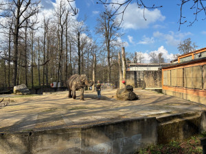 Slonice Bala odjede z liberecké zoo na podzim. Ve Walesu jí zůstane přímý kontakt s ošetřovateli
