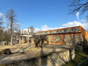 Slonice Bala odjede z liberecké zoo na podzim. Ve Walesu jí zůstane přímý kontakt s ošetřovateli