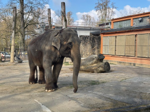 Slonice Bala odjede z liberecké zoo na podzim. Ve Walesu jí zůstane přímý kontakt s ošetřovateli
