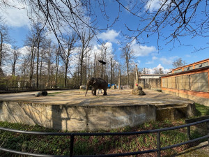 Slonice Bala odjede z liberecké zoo na podzim. Ve Walesu jí zůstane přímý kontakt s ošetřovateli