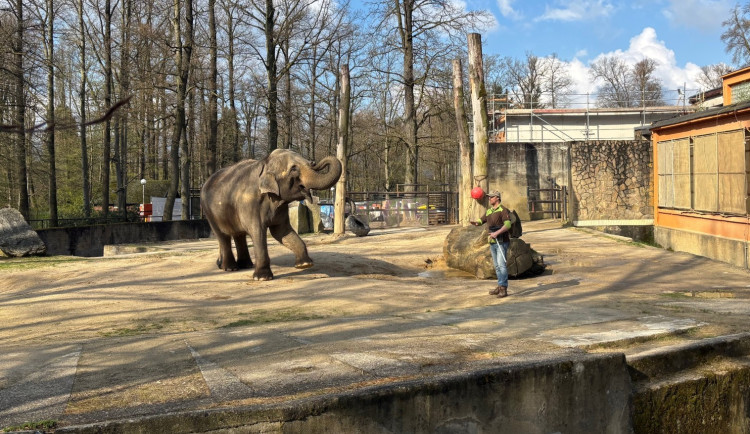 Slonice Bala odjede z liberecké zoo na podzim. Ve Walesu jí zůstane přímý kontakt s ošetřovateli