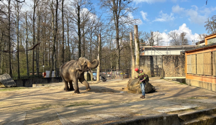 Slonice Bala odjede z liberecké zoo na podzim. Ve Walesu jí zůstane přímý kontakt s ošetřovateli