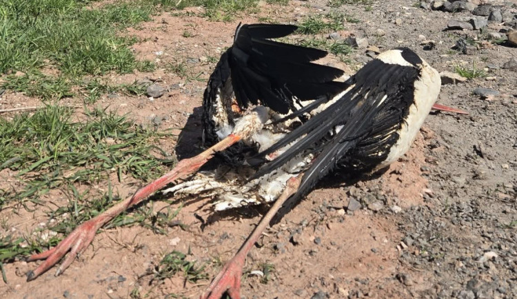 V Jilemnici zahynul po roce na elektrickém vedení další čáp. O osudu vajec rozhodne příroda