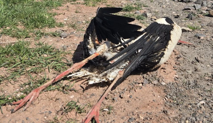 V Jilemnici zahynul po roce na elektrickém vedení další čáp. O osudu vajec rozhodne příroda