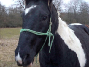 Zloděj odvedl chovného hřebce z výběhu v Heřmaničkách. Majitel prosí o pomoc