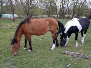 Zloděj odvedl chovného hřebce z výběhu v Heřmaničkách. Majitel prosí o pomoc
