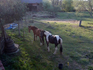 Zloděj odvedl chovného hřebce z výběhu v Heřmaničkách. Majitel prosí o pomoc