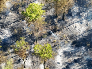 U Andělské Hory hoří les. Na místě je 15 hasičských jednotek, situaci monitoruje dron