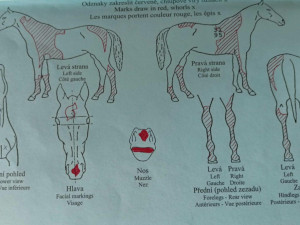 Chovného koně ukradeného na Českolipsku se nedaří najít. Pomůže mapa jeho zbarvení?