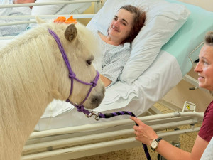 Radost měla ve frýdlantské nemocnici podobu bílé kobylky minikoníka. Pohladit si ji chtěl každý