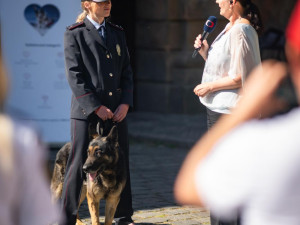 Je to oficiální: má Statečné psí srdce. Psí policejní hrdina z Liberce zabodoval v celostátní anketě