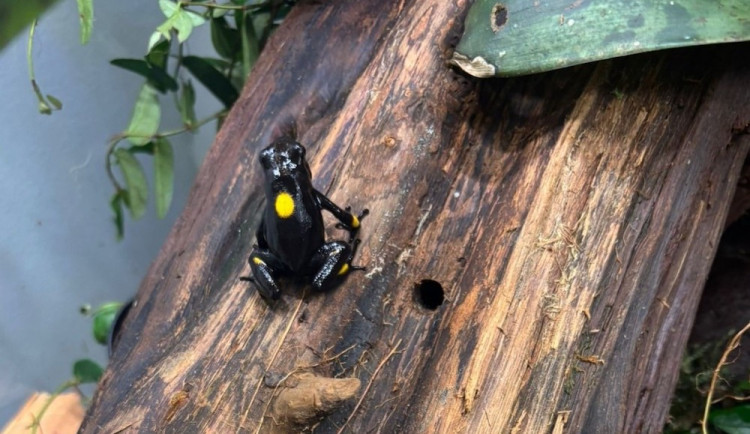 Zoo získala unikátní sbírku pralesniček. Jde o pozůstalost po chovateli z Křižan