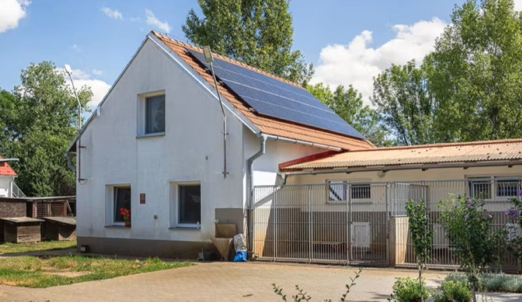 O zatoulané psy z Olomouce se ode dneška začne opět starat útulek na letišti v Neředíně