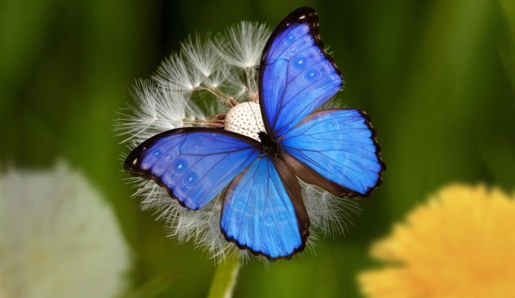 briam-cute-butterfly-8334015_1920