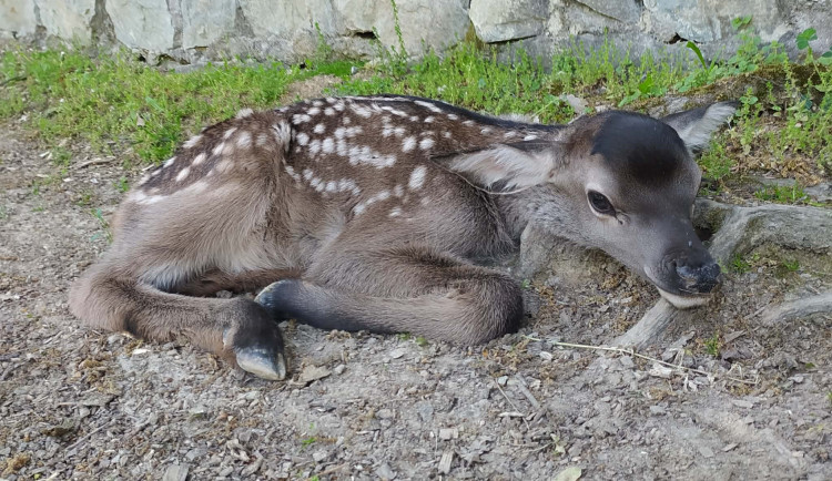Rodina wapiti sibiřských v brněnské zoo se rozrostla. Mláďata už dovádějí ve výběhu