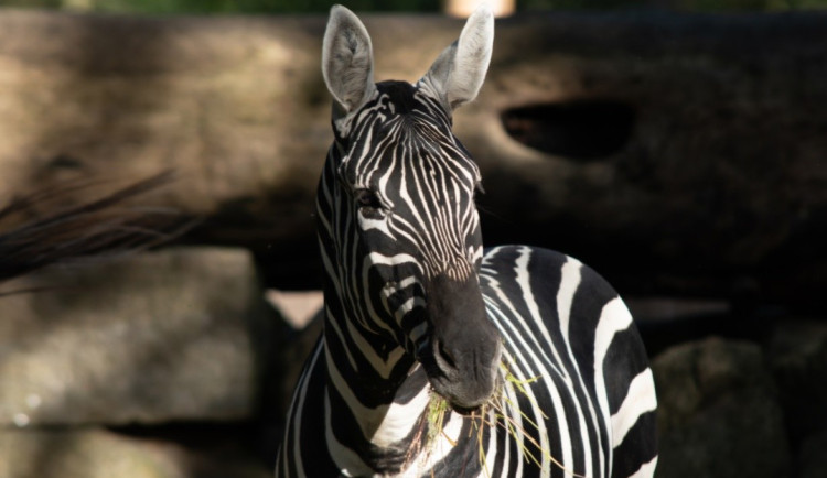 Liberecká zoo rozšířila chov zeber. Dorazily dvě mladé samičky