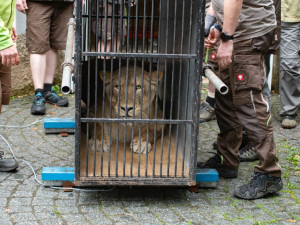 Liberecká zoo se bude dočasně starat o lvici Elsu, odebranou z nelegálního chovu Karlose Vémoly