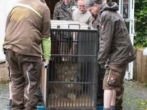 Liberecká zoo se bude dočasně starat o lvici Elsu, odebranou z nelegálního chovu Karlose Vémoly