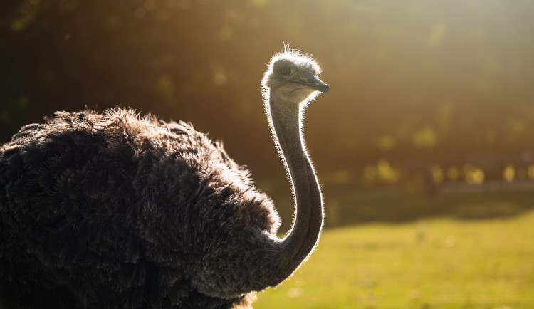 Večerko je zpátky a Safari Park láká přehlídku afrických zvířat za soumraku