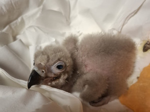 Od největšího supa po nejmenšího orla. Zoo Liberec slaví mimořádně úspěšnou sezonu dravých ptáků