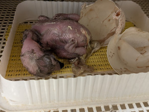 Od největšího supa po nejmenšího orla. Zoo Liberec slaví mimořádně úspěšnou sezonu dravých ptáků
