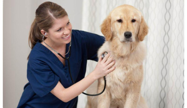 Karlovarský kraj rozdělí mezi budoucí veterináře 672 tisíc korun