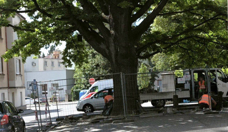 Odborníci se snaží zachránit stoletý památný dub. Konečně, radují se místní