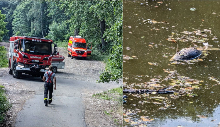 Experti vyšetřují masivní úhyn ryb. Na hladině jich plavaly desítky