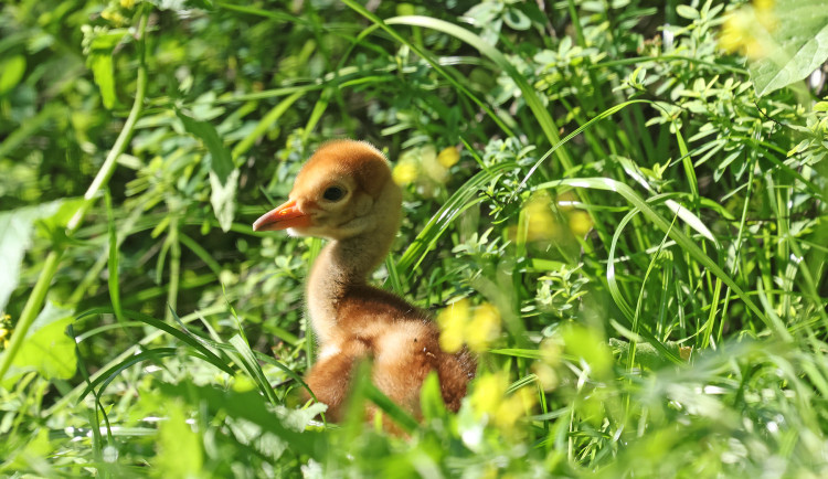 V zoologické zahradě se vyklubala dvě mláďata ohrožených jeřábů bělošíjích