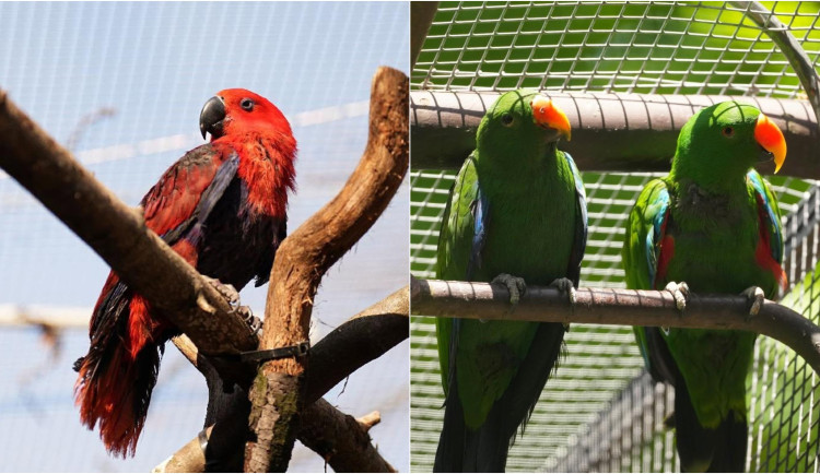 Zoo prvně odchovává zářivě barevného papouška, velký podíl nese starostlivý otec