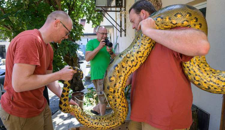 FOTO: Jak se měří anakondy v pražské zoo. Když se jim to nelíbí, koušou a zapáchají