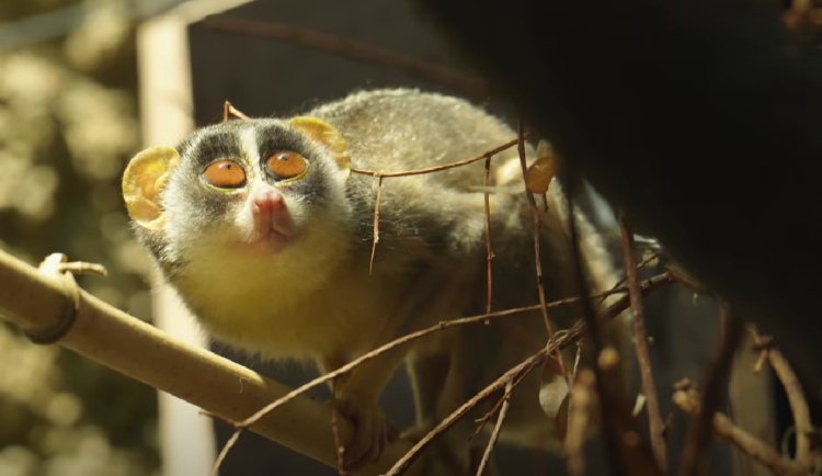 VIDEO: V zoologické zahradě se zabydluje nový druh poloopice s obrovskýma očima