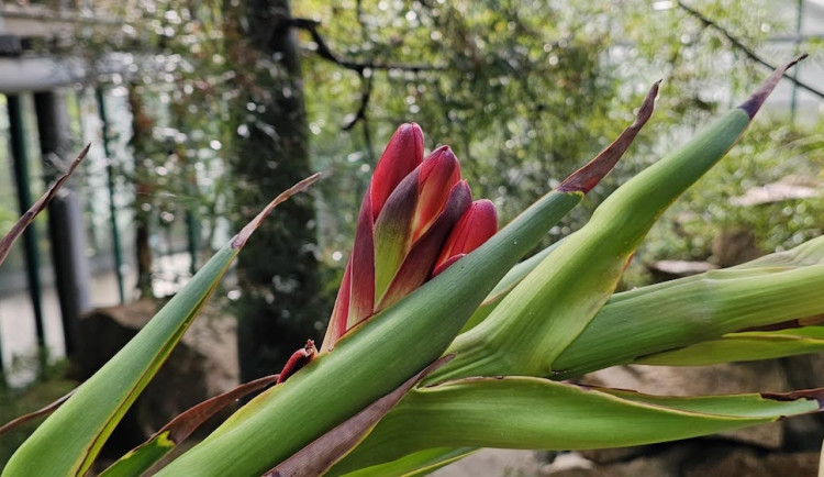 V botanické zahradě v Liberci nečekaně podruhé kvete Doryanthes palmeri