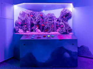 Novinka v libereckém iQPARKU: multisenzorická expozice Moře smyslů