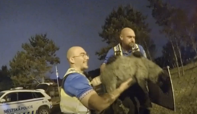 VIDEO: Netradiční zásah pražských strážníků. Uprostřed noci naháněli uprchlé jehně
