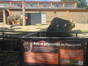 Poslední léto s Balou v Zoo Liberec. Slonice se připravuje na cestu do nového domova