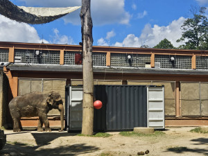 Poslední léto s Balou v Zoo Liberec. Slonice se připravuje na cestu do nového domova